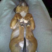 Staffordshire bull terrier Shady