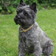 Cairn terrier Fussi