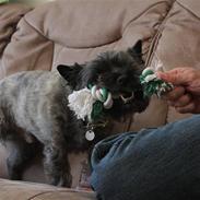 Cairn terrier Fussi