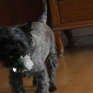 Cairn terrier Fussi