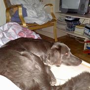 Langhåret Weimaraner Balder