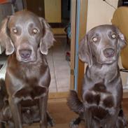 Langhåret Weimaraner Balder