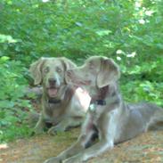 Langhåret Weimaraner Balder