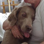 Langhåret Weimaraner Balder