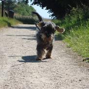 Blanding af racer Krumme *RIP* 