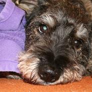 Blanding af racer Krumme *RIP* 