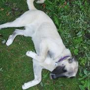 Kangal arina