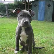 Staffordshire bull terrier Bentley