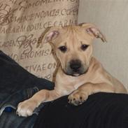 Amerikansk staffordshire terrier gaia