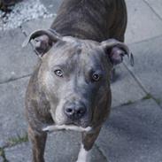 Amerikansk staffordshire terrier Chili