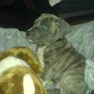 Amerikansk staffordshire terrier Chili