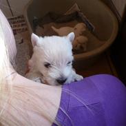 West highland white terrier Nomi