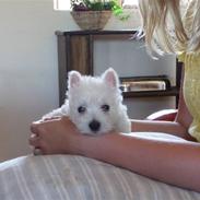 West highland white terrier Nomi