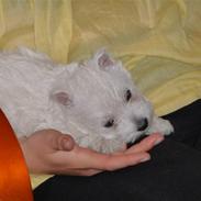 West highland white terrier Nomi