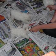 West highland white terrier Nomi
