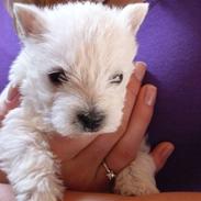 West highland white terrier Nomi