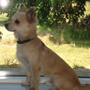 Chihuahua Mikro(solgt):(