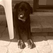 Labrador retriever *Aflivet, R.I.P. - Bella 