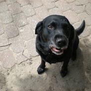 Labrador retriever *Aflivet, R.I.P. - Bella 