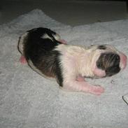 Amerikansk bulldog Dolce&Gabbana