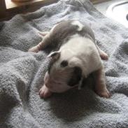 Amerikansk bulldog Dolce&Gabbana