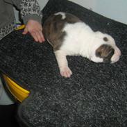 Amerikansk bulldog Dolce&Gabbana