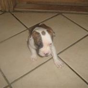 Amerikansk bulldog Dolce&Gabbana