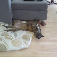 Blanding af racer Ronja