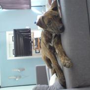 Blanding af racer Ronja