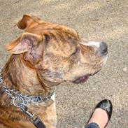 Amerikansk staffordshire terrier Diego