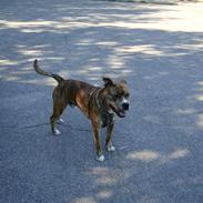 Amerikansk staffordshire terrier Diego