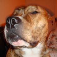 Amerikansk staffordshire terrier Diego