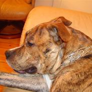 Amerikansk staffordshire terrier Diego