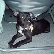 Amerikansk staffordshire terrier Lilly