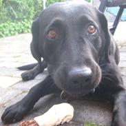 Labrador retriever Candy