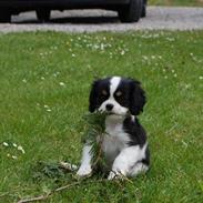 Cavalier king charles spaniel Tulle