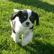 Cavalier king charles spaniel Tulle