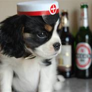 Cavalier king charles spaniel Tulle