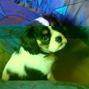 Cavalier king charles spaniel Tulle