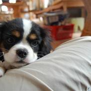 Cavalier king charles spaniel Tulle