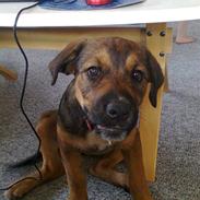 Blanding af racer Sille