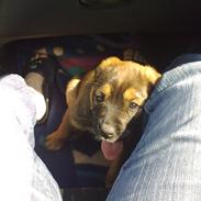 Blanding af racer Sille