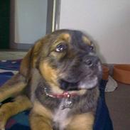 Blanding af racer Sille