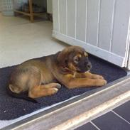 Blanding af racer Sille