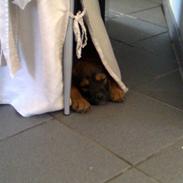 Blanding af racer Sille