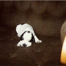 Cocker spaniel Cianti R.I.P.