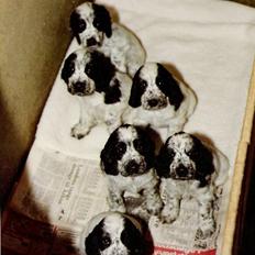 Cocker spaniel Cianti R.I.P.