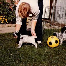 Cocker spaniel Cianti R.I.P.