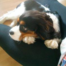 Cavalier king charles spaniel Balou