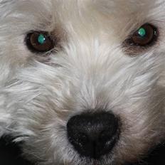 West highland white terrier Magnus
